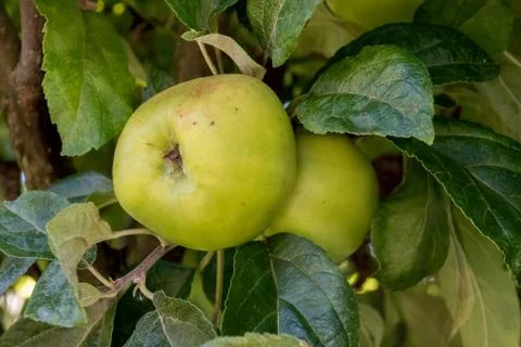 Cooking Apples in tree Stock Photos