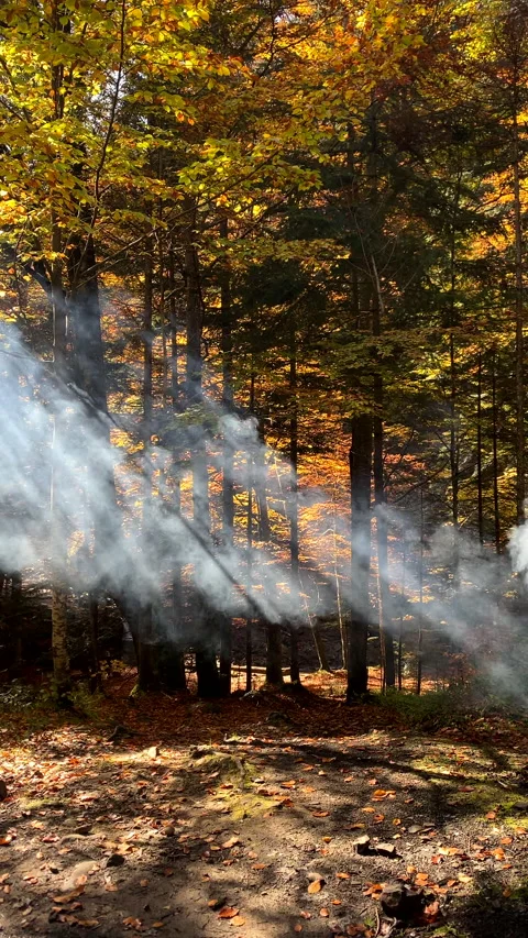 Cooking bbq in autumn forest Stock Footage 220417328