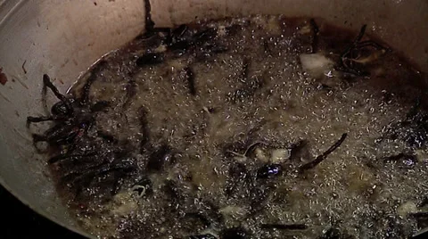 Cooking bugs Stock Footage 36439197