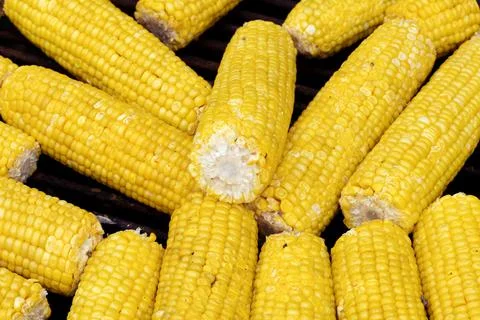 Cooking Corn. A few corn. Cereal crops Stock Photos