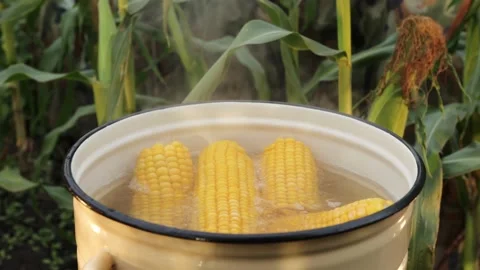 Cooking corn in nature. 2 shots. Stockbeeldmateriaal 221164935