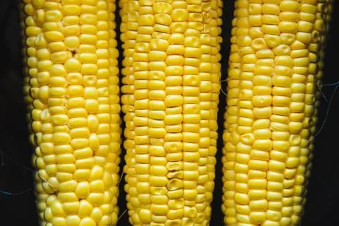 Cooking corn in a pan in the kitchen Stock Photos