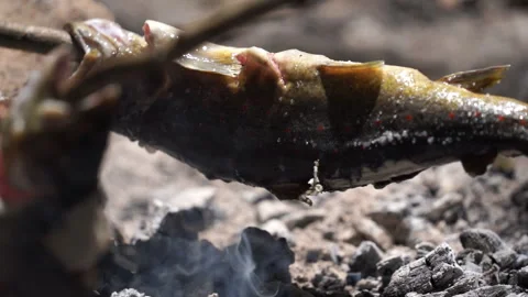 Cooking Fish on a Campfire Video stock 313342907