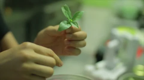 Cooking Stock Footage 10799613