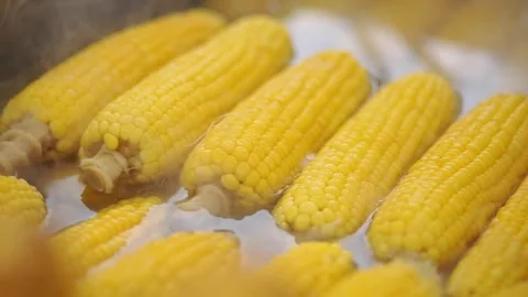 Cooking fresh corn on the cob in boiling water Stock Footage 341373661