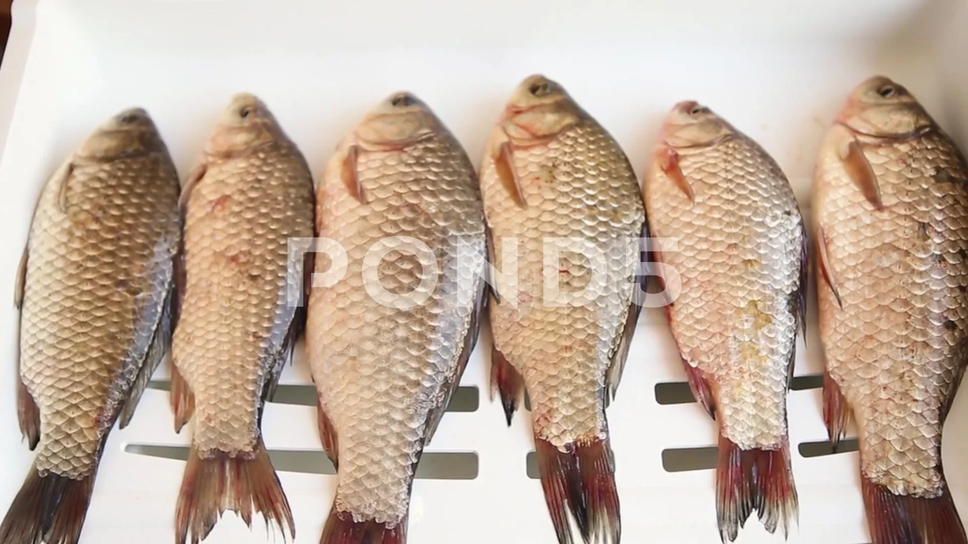 Cooking fresh fish. Live crucian carp on, Stock Video