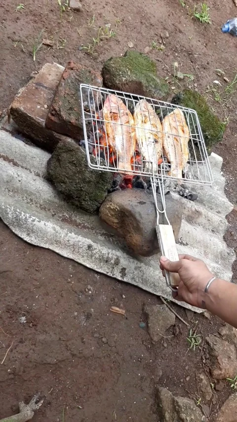 Cooking grilled fish on a fire made of wood charcoal while camping in nature Stock Footage 277937827