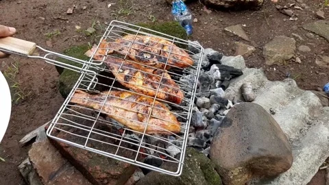 Cooking grilled fish on a fire made of wood charcoal while camping in nature Stock Footage 277938628
