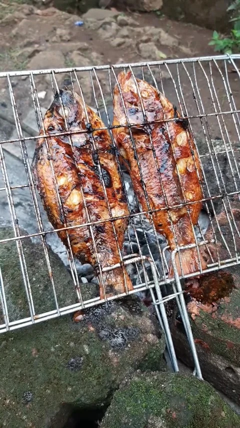 Cooking grilled fish on a fire made of wood charcoal while camping in nature Stock Footage 277939482