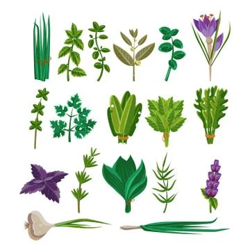 Cooking Herbs Collection Stock Illustration