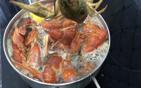 Cooking large crayfish in boiling water with spices and herbs. Stock-Footage 129469003