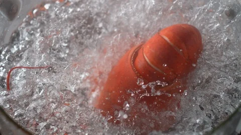 Cooking lobster in boiling water. Slow Motion. Stock Footage 98317175