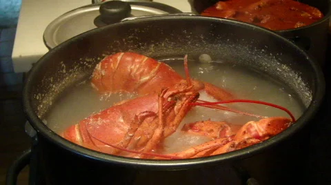 Cooking lobsters Stock Footage 450152