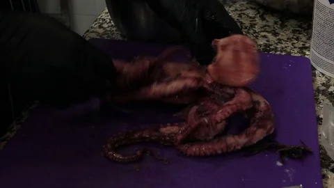 Cooking octopus. Cutting. Hot dog with an octopus. Kitchen of the restaurant. Video stock 129702003