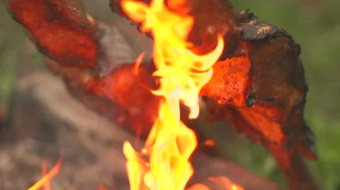 Cooking pieces of fish on an open fire side view Stock Footage 55301192