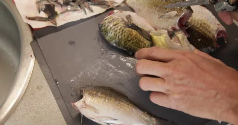 Cooking, preparing freshwater fish, close-up Stock Footage 252610748