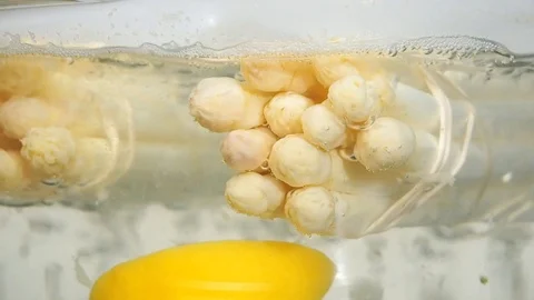 Cooking white Asparagus Stock Footage 103741283