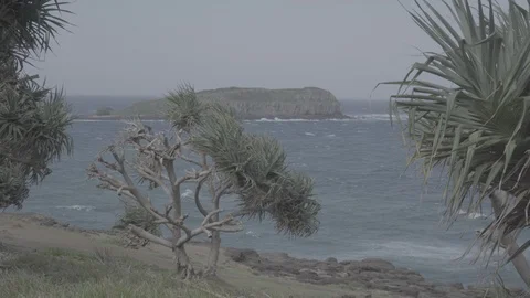 CookIslandWindyDay Stock Footage 97422124