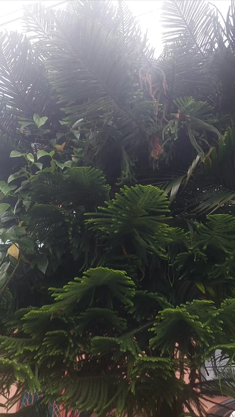 Cookpine, Afternoon Stock Footage 304610842