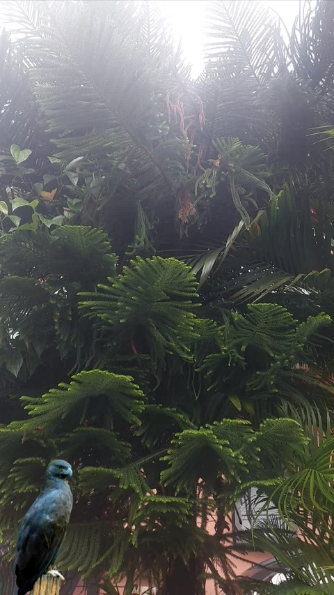 Cookpine and Changeable Hawk Eagle Video stock 304610815