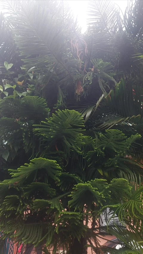 Cookpine Tree, Vertical Stock Footage 304610893