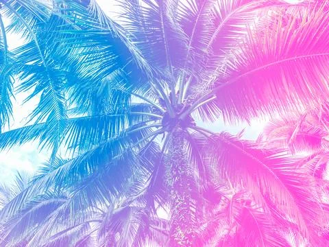 Cool abstract summer palm background featuring tropical coconut leaves with.. Photos