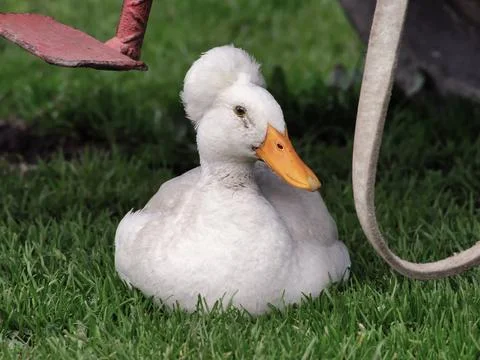 Cool Bali Duck Stock Photos