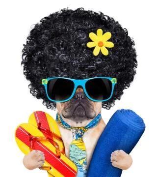 Cool beach dog Stock Photos