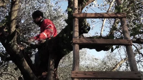 Cool black migrant working on an olive tree pruning and sawing Video stock 158328372