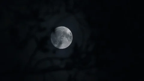 Cool Blue Full Moon Through Tree Video stock 99190330