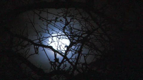 Cool Blue Moon and Tree Stock Footage 36679278