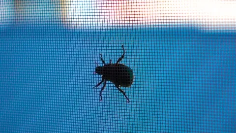 Cool Blue Toned Silhouette of a Beetle on Window Screen Mesh Stock Footage 344711835