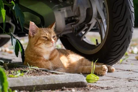 Cool Cat, Cool Shade Stock Photos