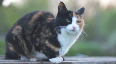 Cool cat Stock Footage 25604117