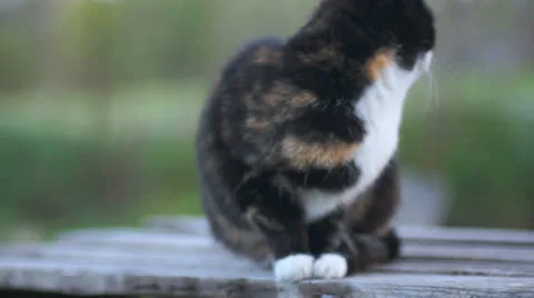 Cool cat Stock Footage 25604209