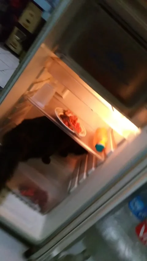 The Cool Cat 😎 Stock-Footage 171345743