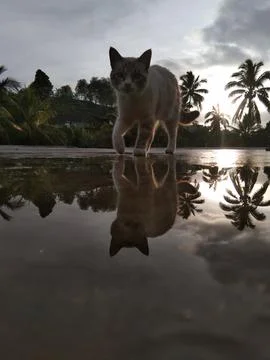 Cool cat Stock Photos