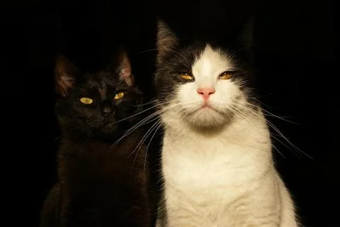 Cool cats Stock Photos