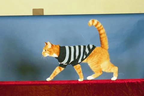 Cool Cats Strut Their Stuff On The Catwalk............... Purrr- Fect........... Stock Photos
