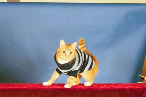 Cool Cats Strut Their Stuff On The Catwalk............... Purrr- Fect........... Stock Photos