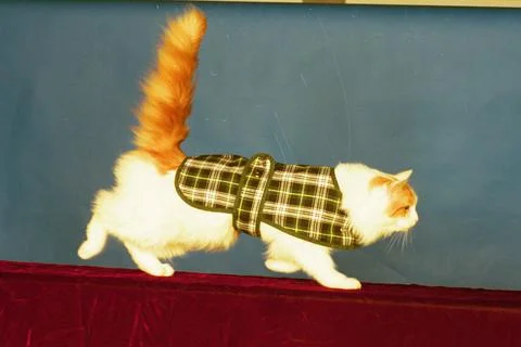 Cool Cats Strut Their Stuff On The Catwalk............... Purrr- Fect........... Stock Photos