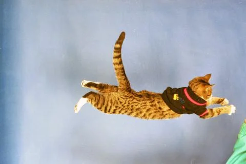 Cool Cats Strut Their Stuff On The Catwalk............... Purrr- Fect........... Stock Photos