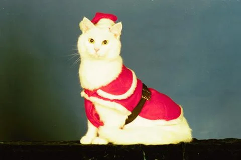 Cool Cats Strut Their Stuff On The Catwalk............... Purrr- Fect........... Stock Photos
