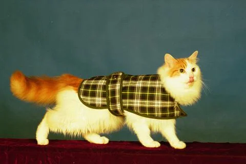 Cool Cats Strut Their Stuff On The Catwalk............... Purrr- Fect........... Stock Photos