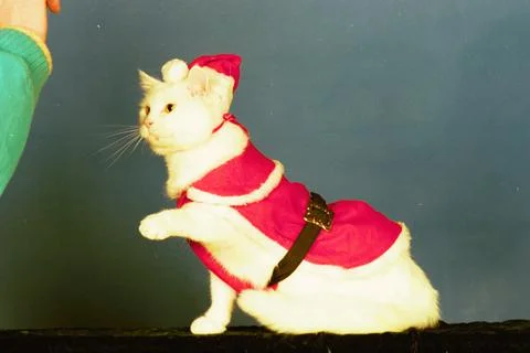 Cool Cats Strut Their Stuff On The Catwalk............... Purrr- Fect........... Stock Photos