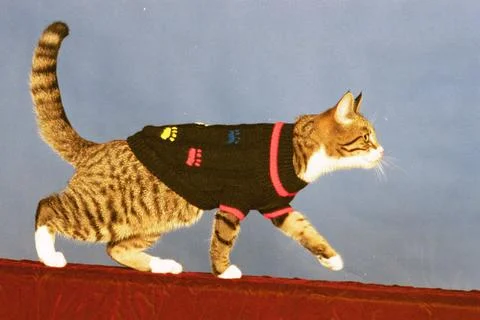 Cool Cats Strut Their Stuff On The Catwalk............... Purrr- Fect........... Stock Photos
