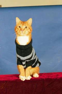 Cool Cats Strut Their Stuff On The Catwalk............... Purrr- Fect........... Stock Photos