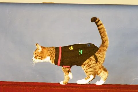 Cool Cats Strut Their Stuff On The Catwalk............... Purrr- Fect........... Stock Photos
