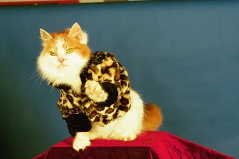 Cool Cats Strut Their Stuff On The Catwalk............... Purrr- Fect........... Stock Photos