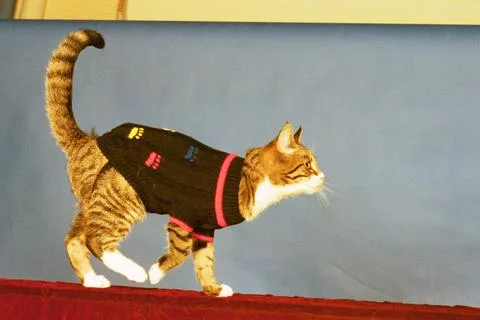 Cool Cats Strut Their Stuff On The Catwalk............... Purrr- Fect........... Stock Photos